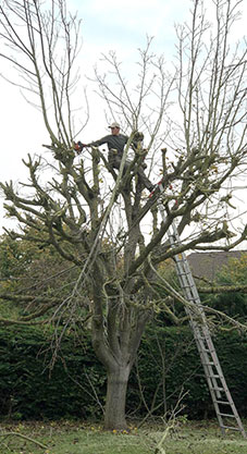 Elagage d’arbres