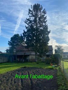 Abattage d’arbres 