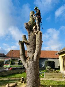 Abattage d’un cèdre sur la commune de hebecourt dans la somme.