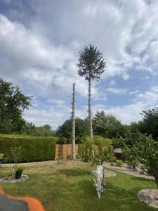 Abattage de deux sapin sur la commune de Doullens