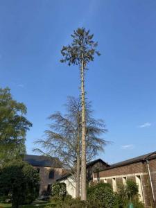 Abattage d’un très grand sapin sur la commune de Moreuil dans la Somme