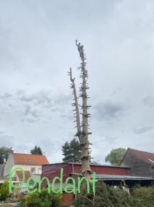 Abattage d’un sapin sur la commune de Guyencourt-Sur-Noye