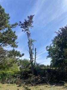 Abattage d’un hêtre sur la commune de Corbie dans la Somme